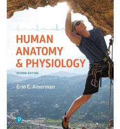 Test Bank for Human Anatomy and Physiology 2nd Edition by Amerman