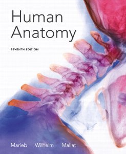 Test Bank for Human Anatomy, 7th Edition : Marieb